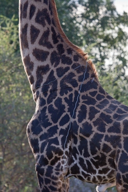 Maasai giraffe with wire snare