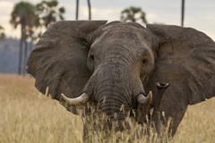 This bull elephant in Ruaha National Park was telling us who is boss