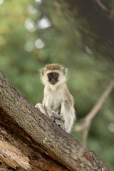 Curious young vervet monkey