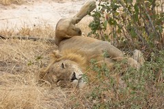 A chilled out lion keeps an eye on us all the same