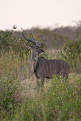 Greater kudu in the early morning light