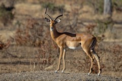 An impala buck uses an old worn down termite mound as a lookout
