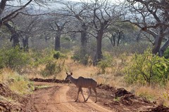 Female greater kudu crossing the track