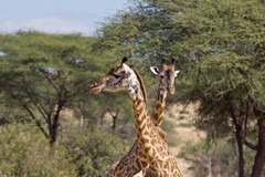 Maasai giraffes survey the area