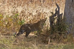 A leopard checks us out before quickly disappearing into the long grass