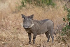 The warthog sow has white bristles along the side of her face to fool predators into thinking she has huge tusks