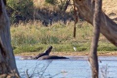 Hippos are spread along the wide Ruaha river at this time of year