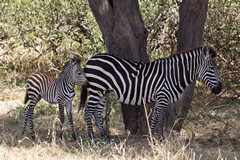 A Crawshay's zebra and foal resting in the shade