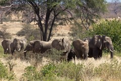 The leader of this group of elephants tests the wind