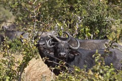 A Buffalos watching us warily