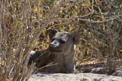 A hyaena guarding the den