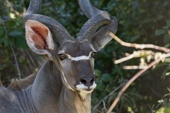 313 Greater kudu posing