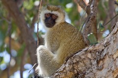 314 Vervet monkey