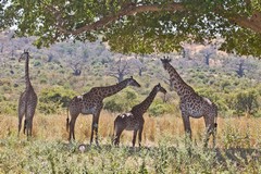Giraffes in the shade of a huge spreading fig tree