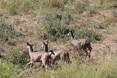 Kudu cows running for cover