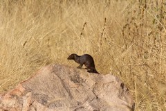 An unusual melanistic slender mongoose