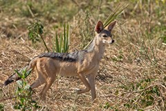 An alert black-backed jackal is always looking for the next meal