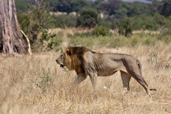 Having eaten his fill this lion was heading to the river for a drink