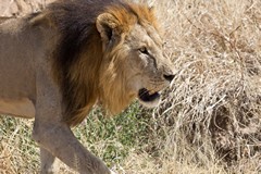 A huge dark maned lion in top class condition strolled past our car without even sparing us a glance