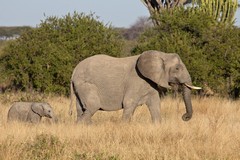 An elephant mother and calf in perfect morning light