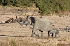 Mother and calf on the sand river looking for somewhere to dig a well