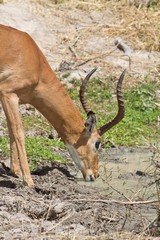 The impala takes advantage of the waterhole before  summer dries it up