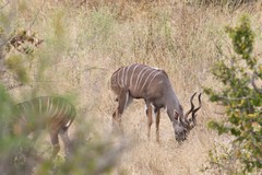 An incredibly shy and little seen lesser kudu. I had time for one quick snap before they bolted