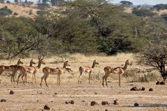 These impalas were focused on some jackals. One can be seen behind the herd