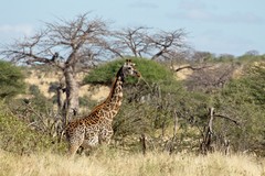 Maasai giraffes are extremely common in Ruaha but many are suffering from a newly discovered skin disease on their legs