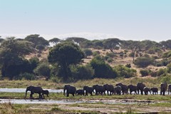 Elephants crossing the Ruaha