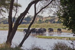 More elephants crossing the river