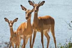 Impalas at the water's edge