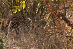 The leopard's camouflage is especially effective at this time of year