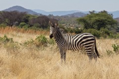 The stripes on the Crawshay's zebra continue right under the belly and down the legs to the hooves