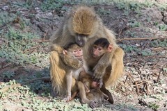 A baboon mother cares for her own infant and another's
