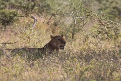 Lioness in the long grass in Selous