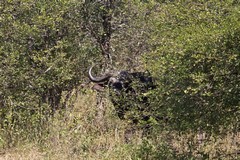 A buffalo observes us closely from the safety of the thickest bush