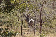 A kudu ready to run at the slightest hint of danger