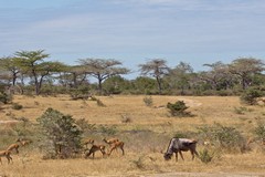 Mozambique wildebeeste and impalas in more open ground. The old wildebeeste has been ejected from the herd