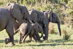 A family of elephants headed to the river for an evening drink