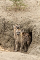 Hyaena cubs at the entrance to the den