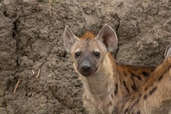 Hyaena cubs emerging from the den as the light fades