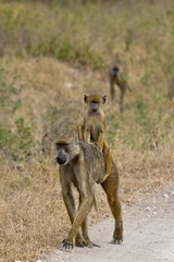 A young baboon hitching a ride on Mum's back