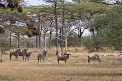 Wildebeeste in terminalia woodland