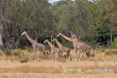 314 Herd of giraffes