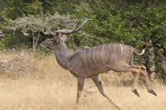 A kudu heading for cover