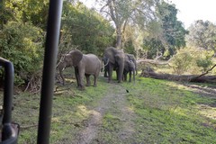 Elephant family approaching our Landcruiser. They will often attempt to block the track with fallen trees