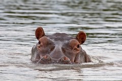 A hippo watches the boat drift downstream on the Rufiji