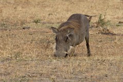 Warthog on its knees using a bony plate in its mouth to help dig for roots
