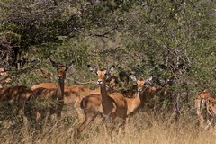 Perfect habitat for impalas